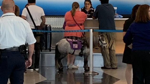 The miniature horse was spotted on a flight from Chicago to Omaha. (Twitter/@AmberleyBabbage) The miniature horse was spotted on a flight from Chicago to Omaha. (Twitter/@AmberleyBabbage)