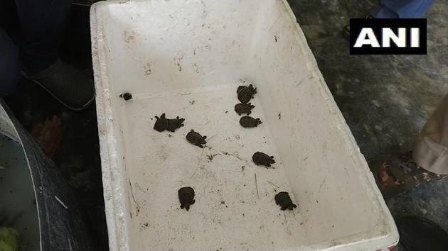 70 hatchlings were released.(Twitter/@ANI)