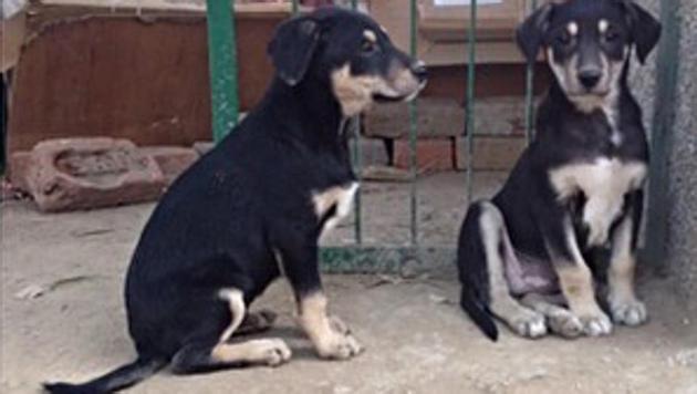 Twelve stray puppies were allegedly brutally beaten to death by four unidentified people, in Goregaon. (HT file photo) Twelve stray puppies were allegedly brutally beaten to death by four unidentified people, in Goregaon. (HT file photo)