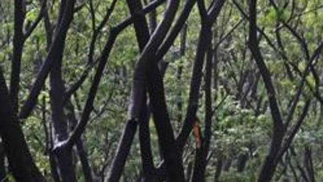 The Brihanmumbai Municipal Corporation had sent a proposal to the Ministry of Environment and Forest (MoEF) for submergence of 719 hectares of forest for the Gargai Dam Project.(HT Photo) The Brihanmumbai Municipal Corporation had sent a proposal to the Ministry of Environment and Forest (MoEF) for submergence of 719 hectares of forest for the Gargai Dam Project.(HT Photo)