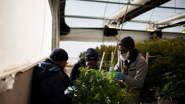 Three workers from Medigrow look for infections in a cannabis plant inside a greenhouse located near Marakabei.The United Nations Office on Drugs and Crime estimates that 70 percent of marijuana consumed in South Africa is grown in Lesotho, making cannabis the country’s third source of revenue. “The first historical trace of matekoane dates back to the 16th century,” said Laurent Laniel, a researcher at the European Monitoring Centre for Drugs and Drug Addiction. (Guillem Sartorio / AFP) Three workers from Medigrow look for infections in a cannabis plant inside a greenhouse located near Marakabei.The United Nations Office on Drugs and Crime estimates that 70 percent of marijuana consumed in South Africa is grown in Lesotho, making cannabis the country’s third source of revenue. “The first historical trace of matekoane dates back to the 16th century,” said Laurent Laniel, a researcher at the European Monitoring Centre for Drugs and Drug Addiction. (Guillem Sartorio / AFP)
