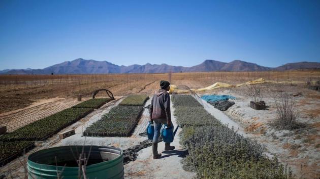 Entirely surrounded by South Africa, Lesotho is also one of the poorest countries in the world, ranking 159 out of 189 in the latest UN Human Development Index. Unemployment is high, public services are scant and almost a quarter of the population is infected with HIV. The government charges 30,000 euros for a one-year renewable licence to grow cannabis. But the cost is too steep for most locals, and the market is dominated by foreign companies, mainly from Canada and the United States. (Guillem Sartorio / AFP) Entirely surrounded by South Africa, Lesotho is also one of the poorest countries in the world, ranking 159 out of 189 in the latest UN Human Development Index. Unemployment is high, public services are scant and almost a quarter of the population is infected with HIV. The government charges 30,000 euros for a one-year renewable licence to grow cannabis. But the cost is too steep for most locals, and the market is dominated by foreign companies, mainly from Canada and the United States. (Guillem Sartorio / AFP)