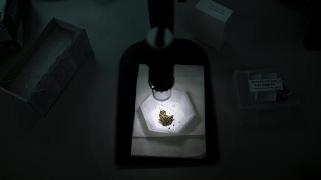 A cannabis sample being studied is seen in a lab. In order to meet legal standards, most traces of tetrahydrocannabinol (THC) -- the main psychoactive constituent responsible for marijuana’s intoxicating effects -- are removed from the seeds. The remaining medical version is primarily made of the non-psychoactive substance, cannabidiol (CBD), and can only be 0.03 percent THC. (Guillem Sartorio / AFP) A cannabis sample being studied is seen in a lab. In order to meet legal standards, most traces of tetrahydrocannabinol (THC) -- the main psychoactive constituent responsible for marijuana’s intoxicating effects -- are removed from the seeds. The remaining medical version is primarily made of the non-psychoactive substance, cannabidiol (CBD), and can only be 0.03 percent THC. (Guillem Sartorio / AFP)