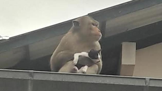 Onlookers say that the monkey carried the stray cat from one rooftop to another. (Facebook/Chan Dfc) Onlookers say that the monkey carried the stray cat from one rooftop to another. (Facebook/Chan Dfc)