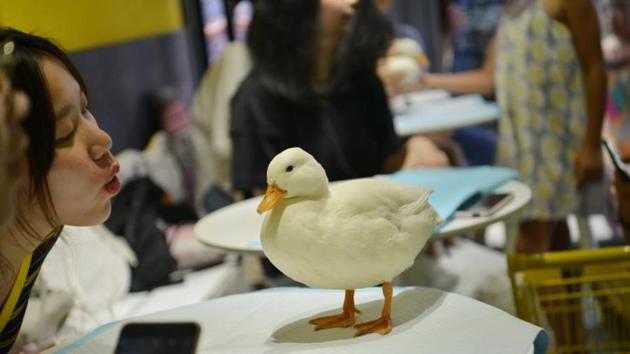 The cafe’s star attractions waddle around from table to table.(Facebook/@PeoplesDaily) The cafe’s star attractions waddle around from table to table.(Facebook/@PeoplesDaily)