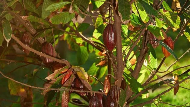 Cocoa red pods crop on cacao tree in agriculture farm plantation.(Getty Images/iStockphoto)