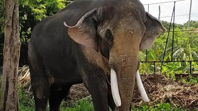 Tanzania has seized ivory tusks equivalent to killing at least 117 elephants. (ANI)