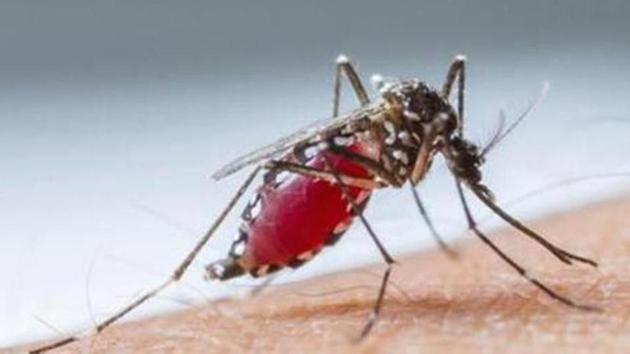 Three cases of dengue were confirmed by the health department on Thursday, taking the total count of confirmed cases in the district so far this season to six. (Photo by Parveen Kumar/Hindustan Times)