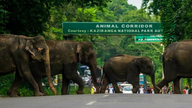 A herd of wild elephants crossing National Highway 37 at Kaziranga in Assam.(HT PHOTO)