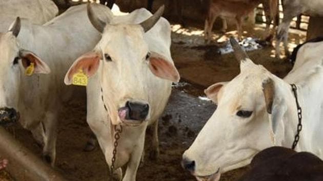 Madhya Pradesh government will take up an initiative encouraging people to adopt stray cows. (HT FILE) Madhya Pradesh government will take up an initiative encouraging people to adopt stray cows. (HT FILE)
