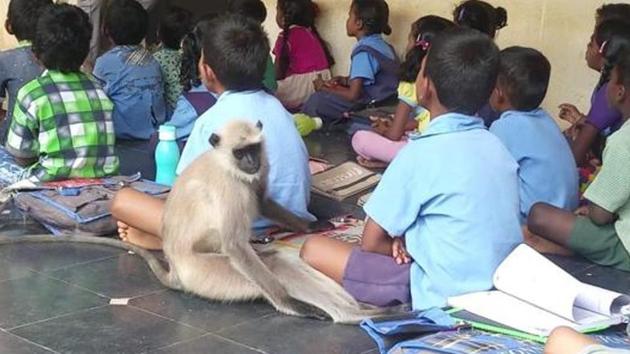 Lakshmi, the langur, used to attend all classes studiously, browse through textbooks and play with students.(HT Photo)