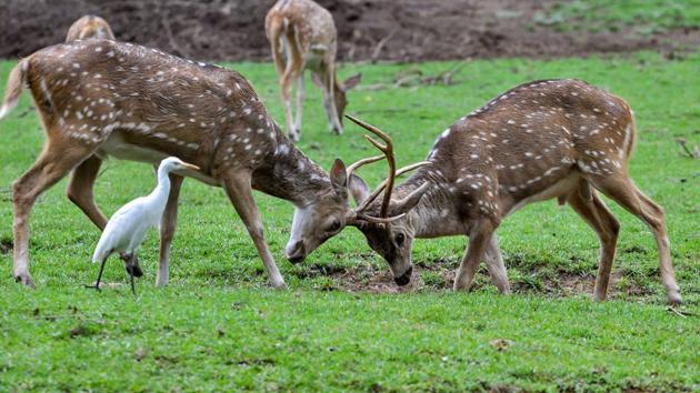 A pair of spotted deer lock horns at Assam State Zoo-cum-Botanical Garden, in Guwahati, Assam. (PTI) A pair of spotted deer lock horns at Assam State Zoo-cum-Botanical Garden, in Guwahati, Assam. (PTI)