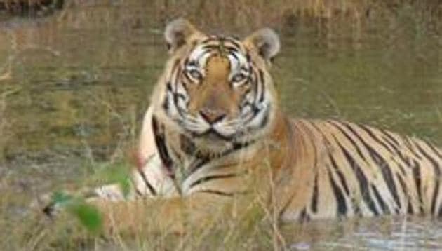 A report by the Supreme Court-appointed Central Empowered Committee (CEC) has observed that the first phase of the Ken Betwa River linking project could threaten Panna Tiger Reserve’s status as a source area for tigers, or an area with high density of the big cats.(HT file photo)