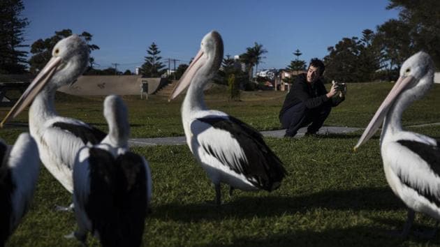 Sam Ware, 22, takes photos of pelicans while out on a morning walk from the hostel where he is staying at The Entrance, Australia. Sam was 19 when his opioid addiction began, a good kid with a good job as a factory machine operator. He loved photography and walking in the woods. He had little interest in drinking and none in drugs. (David Goldman / AP) Sam Ware, 22, takes photos of pelicans while out on a morning walk from the hostel where he is staying at The Entrance, Australia. Sam was 19 when his opioid addiction began, a good kid with a good job as a factory machine operator. He loved photography and walking in the woods. He had little interest in drinking and none in drugs. (David Goldman / AP)