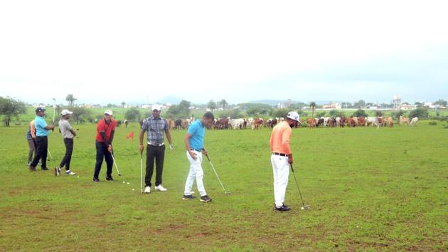 All of these golfers—a group of roughly 12—now practice their game on the grazing grounds.