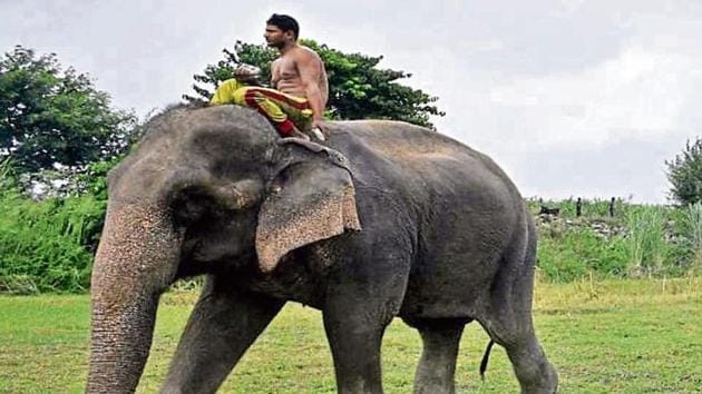 Lakshmi was last spotted on the banks of the river Yamuna near Shakarpur. According to officials in the Delhi forest department, there has been no trace of the 59-year-old elephant so far.(Sourced)