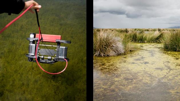(L) A member of Professor Lazzaro’s research team takes samples during a field trip in Cohana bay and (R) Algae floats in shallow water in Cohana bay. Lazzaro said a shortage of water treatment plants, local industry, tourism and global warming are all affecting the lake, especially the smaller and shallower “Lago Menor.” (L) A member of Professor Lazzaro’s research team takes samples during a field trip in Cohana bay and (R) Algae floats in shallow water in Cohana bay. Lazzaro said a shortage of water treatment plants, local industry, tourism and global warming are all affecting the lake, especially the smaller and shallower “Lago Menor.”