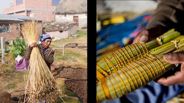 (L) Oscar Limachi gathers totora plant to use in art and crafts project to be sold at Pariti island museum and (R) Limachi makes a small boat of totora plant for sale. “This catastrophic scenario is not science fiction. Of course it will take decades, centuries to happen,” Lazazaro said, while driving through the high-altitude mountains overlooking the lake. “It will be faster if no action is taken.” (L) Oscar Limachi gathers totora plant to use in art and crafts project to be sold at Pariti island museum and (R) Limachi makes a small boat of totora plant for sale. “This catastrophic scenario is not science fiction. Of course it will take decades, centuries to happen,” Lazazaro said, while driving through the high-altitude mountains overlooking the lake. “It will be faster if no action is taken.”