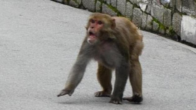 BJP MP Rakesh Sinha has been bitten by a monkey. Here in this file picture, an angry monkey is charging towards passersby.(HT FILE) BJP MP Rakesh Sinha has been bitten by a monkey. Here in this file picture, an angry monkey is charging towards passersby.(HT FILE)