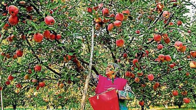 NAFED buys soyabean and pulses at federally determined minimum support prices, mainly to ensure farmers get better prices. (HT image) NAFED buys soyabean and pulses at federally determined minimum support prices, mainly to ensure farmers get better prices. (HT image)