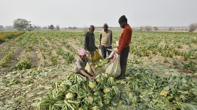 DDA has been asked to restore the farmlands in the Yamuna floodplains into biodiversity parks.(HT FILE)