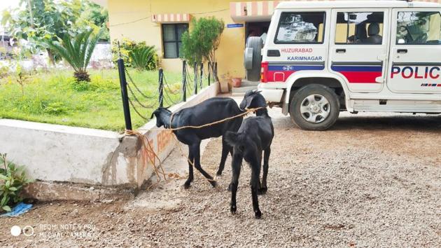 The animals had eaten away nearly 150 saplings. (Save the Trees) The animals had eaten away nearly 150 saplings. (Save the Trees)