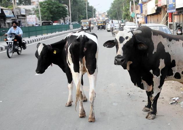 Stray cattle can be seen roaming freely on national and state highways across district and highly populated interiors parts of Patiala (urban) and other link roads.(HT PHOTO)