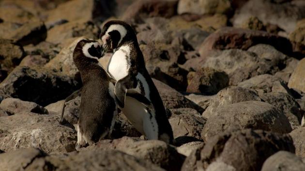 Gender neutrality is a human construct but is completely normal in the animal kingdom.(Unsplash) Gender neutrality is a human construct but is completely normal in the animal kingdom.(Unsplash)