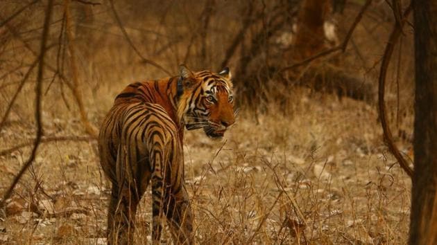 A 100-member team had tracked Tiger, T-104 in August this year after chasing its trail for 11 days(HT Photo)