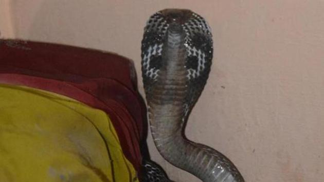 A woman while talking on the phone sat down on a pair of snakes, got bitten and died minutes later.(Hindustan Times File Photo)