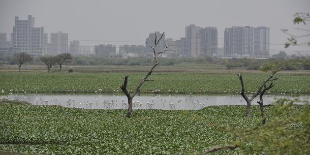Haryana’s two cities — Gurugram and Faridabad — were on the NGT’s radar for discharging polluted water into the Yamuna for years. (Vipin Kumar/HT PHOTO) Haryana’s two cities — Gurugram and Faridabad — were on the NGT’s radar for discharging polluted water into the Yamuna for years. (Vipin Kumar/HT PHOTO)