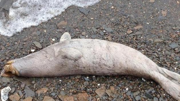 The deaths occurred over all age groups.The deaths both years occurred mostly from June to September. (Photo: @AlaskaSeaGrant/ Twitter) The deaths occurred over all age groups.The deaths both years occurred mostly from June to September. (Photo: @AlaskaSeaGrant/ Twitter)