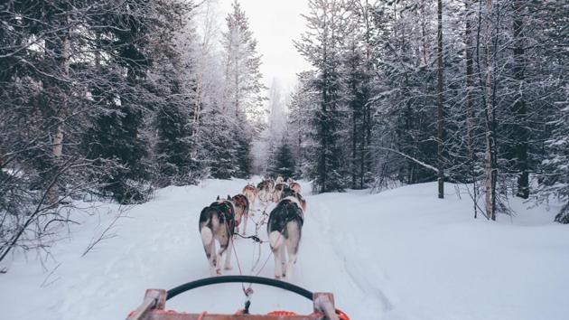 Shorter winters are casting doubts over dog sledding in this Greenland village.(Unsplash)