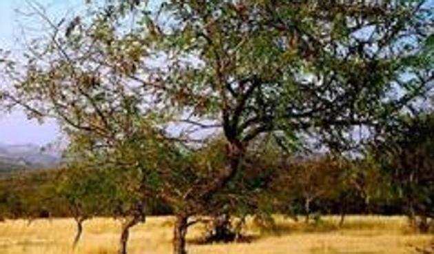 The Municipal Corporation of Gurugram (MCG) and the Haryana State Pollution Control (HSPCB) have instructed the construction work to expand a gaushala in the Aravallis, near Ghata village, be halted.(HT Photo) The Municipal Corporation of Gurugram (MCG) and the Haryana State Pollution Control (HSPCB) have instructed the construction work to expand a gaushala in the Aravallis, near Ghata village, be halted.(HT Photo)