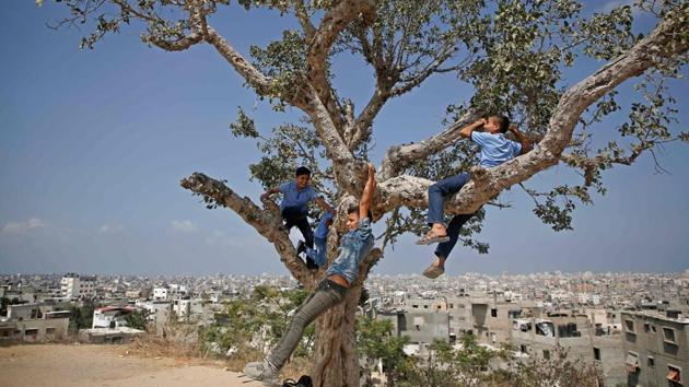 Palestinian school boys play on an old Sycamore tree on their way home from school in the Shujaiya neighborhood east of Gaza City. (Mohammed Abed / AFP) Palestinian school boys play on an old Sycamore tree on their way home from school in the Shujaiya neighborhood east of Gaza City. (Mohammed Abed / AFP)
