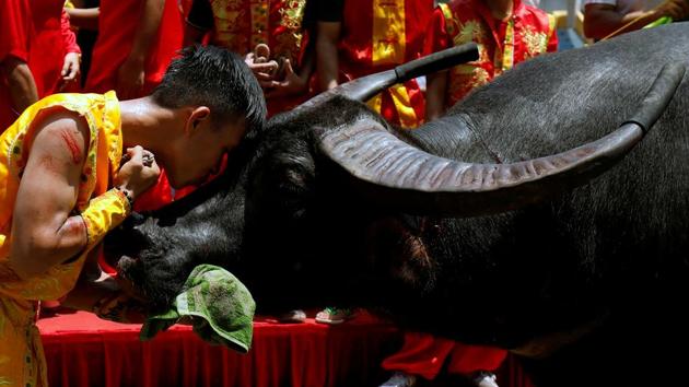 A farmer kisses his buffalo after victory during an annual buffalo fighting festival in Do Son coastal resort town, in Hai Phong, Vietnam. (Kham / REUTERS) A farmer kisses his buffalo after victory during an annual buffalo fighting festival in Do Son coastal resort town, in Hai Phong, Vietnam. (Kham / REUTERS)