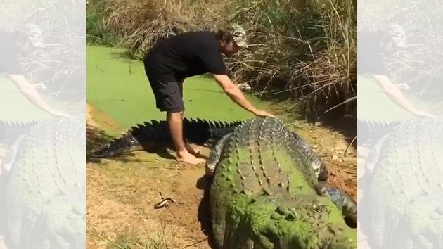Dinosaur-sized' crocodile hangs out with brave 'tiny' human. Watch  fascinatingly scary video | Trending - Hindustan Times