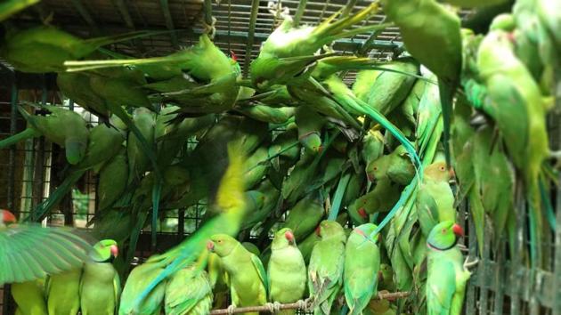 Five hundred and twenty four parakeets, trapped in 11 cages, were seized from Bengal’s East Burdwan district(Photo courtesy Wildlife Crime Control Bureau)