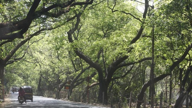 The status of Aarey Milk Colony, known as the city’s green lung, has been mired in controversy. In 2015, the non-governmental organisation Vanashakti had filed a petition with the National Green Tribunal, asking the area be declared a forest. (HT image) The status of Aarey Milk Colony, known as the city’s green lung, has been mired in controversy. In 2015, the non-governmental organisation Vanashakti had filed a petition with the National Green Tribunal, asking the area be declared a forest. (HT image)