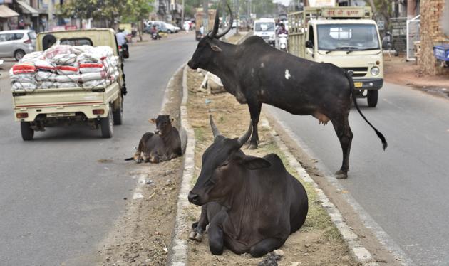 The municipal corporation is facing shortage of space for sheltering stray cattle as all gaushalas in the district are full to capacity. (HT PHOTO) The municipal corporation is facing shortage of space for sheltering stray cattle as all gaushalas in the district are full to capacity. (HT PHOTO)