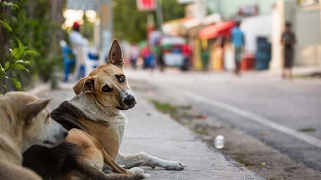 Mitesh Jain, District Animal Welfare Officer, Vasai said he had received a call from D’costa, alerting him of the incident. (HT image) Mitesh Jain, District Animal Welfare Officer, Vasai said he had received a call from D’costa, alerting him of the incident. (HT image)