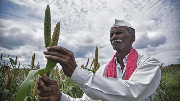 Sonaji Jamdade, a farmer of Rajuri Navgan village checks a millet crop in Beed, Maharashtra. (Pratham Gokhale / HT Photo)