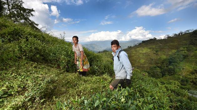 Many tea gardens in North Bengal have declared lockouts pushing unemployed workers into penury.(MINT)