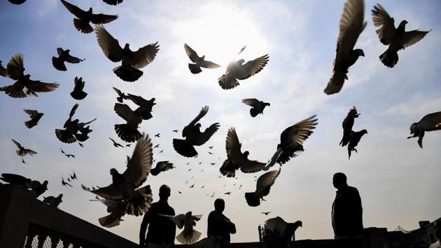 A keeper (R) tends his pigeons on the roof of his house in the old quarters of New Delhi. Pigeon flying, locally known as Kabootar Bazi, is a popular hobby among people living in the old quarters of the capital city. (Sajjad Hussain / AFP)