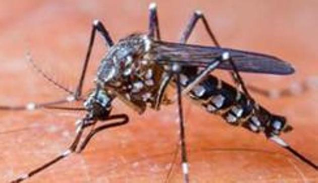 Dengue is gradually widening its grip on different areas of the state capital and so far 139 cases have been reported from a dozen localities.(HT File (Representative Image))