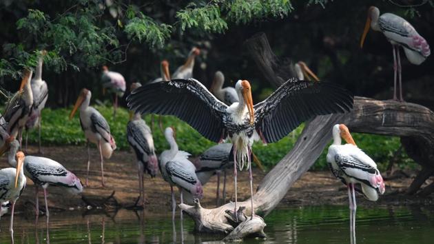 A flock of painted storks seen at Delhi Zoological Park, in New Delhi. (Sanchit Khanna/HT PHOTO)