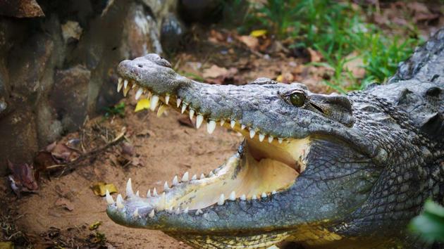 The farmer was fishing in a creek near Jalakana village in Mahakalpada area on Sunday when the eight-feet-long reptile pounced on him, the official said.(Representational Image) The farmer was fishing in a creek near Jalakana village in Mahakalpada area on Sunday when the eight-feet-long reptile pounced on him, the official said.(Representational Image)