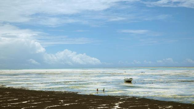 Low tide is seen in Jambiani village, Zanzibar. Mwanahija Mzee massaged Hamad’s child and after a few appointments, her mobility is slowly improving. The mother has taken this as proof that the illness was caused by possession, “Must be a djinn, as Bi Mwanhija said,” Hamad said. (Nicky Woo / REUTERS) Low tide is seen in Jambiani village, Zanzibar. Mwanahija Mzee massaged Hamad’s child and after a few appointments, her mobility is slowly improving. The mother has taken this as proof that the illness was caused by possession, “Must be a djinn, as Bi Mwanhija said,” Hamad said. (Nicky Woo / REUTERS)