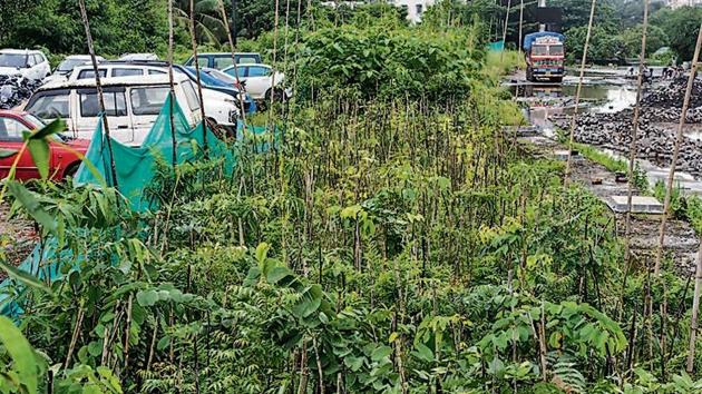 Miyawaki plantation inside Central Railside Warehouse Company Limited at Goregaon in Mumbai, India.(Photo: Hindustan Times) Miyawaki plantation inside Central Railside Warehouse Company Limited at Goregaon in Mumbai, India.(Photo: Hindustan Times)