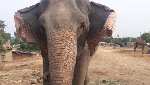 Lakshmi, the 59-year-old female elephant, has been missing since July 6.(HT FILE)